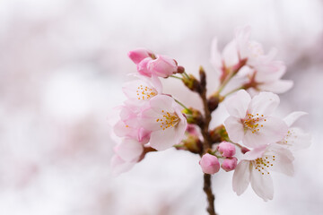 温かな空気の中に開花が進む桜