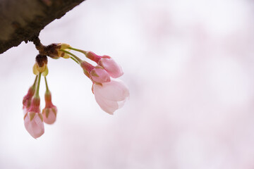 つぼみの桜　ズームアップ