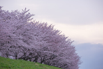 緑と桜の美しいコントラスト