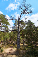 trunk of a dried tree on the mountainside