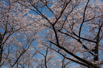 春の空と桜