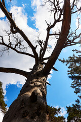 trunk of a dried tree against a cloudy sky