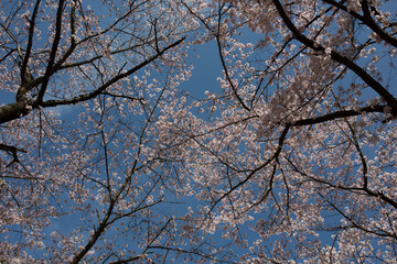 青空を覆う桜の木々