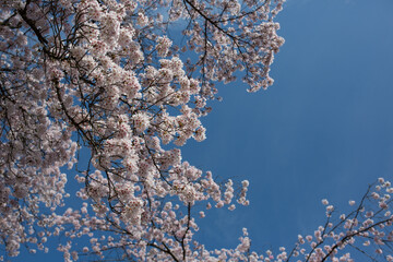 青い空とソメイヨシノ