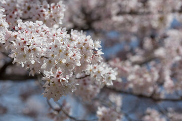 無数に花をつけたソメイヨシノ