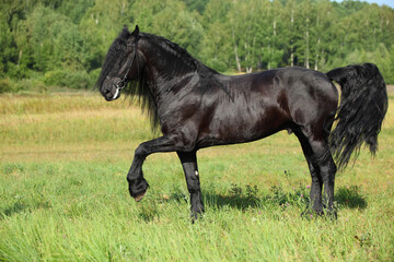Black friesian horse runs in the meadow at the rest