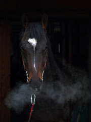 Purebred race horse, portrait of a bay mare with hot steam breath in dark background