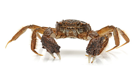 Cooked crab isolated in white background