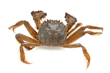 crab isolated on white