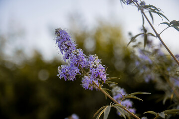 Close-up image of the beautiful summer flowering Buddleia, or Buddleja purple flowers also known as the butterfly bush