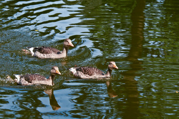 Greylag Geese (Anser anser) wint goslings in park, Germany