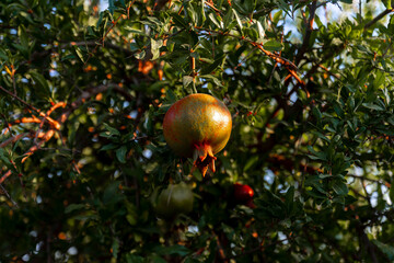 Ripe pomegranate fruit hanging on a tree branch in the garden. Sunset light. soft selective focus