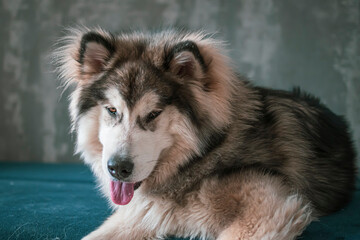 Lazy doggy chilling in a room. Young fluffy Alaskan Malamute boy with furry head and tongue out resting on a sofa. Selective focus on the details, blurred background.