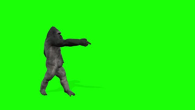 Funny gorilla dance, point out copy space, isolated on green screen