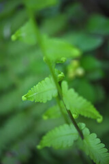 fern leaves on green background