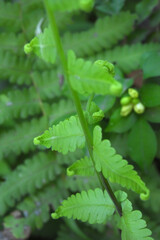 fern leaves on green background