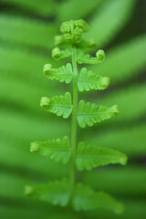 fern leaves on green background