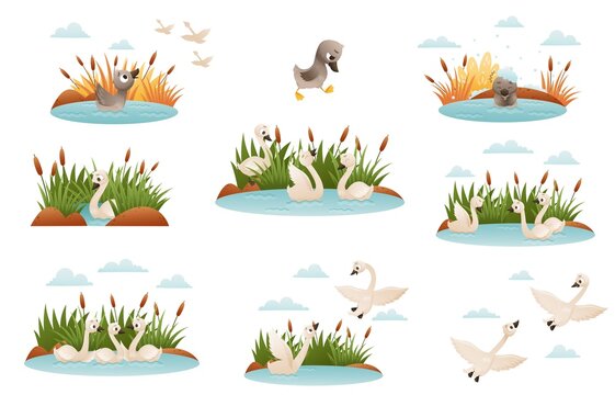 Ugly duckling fairy tale. Lonely duckling finding new family cartoon vector illustration