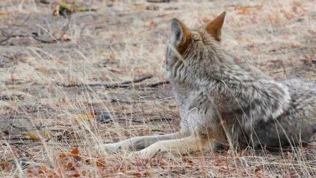 Wild furry wolf, gray coyote or grey coywolf, autumn forest glade, Yosemite national park wildlife, California fauna, USA. Portrait of hybrid dog like animal lying down on grass. Face, head and eyes.