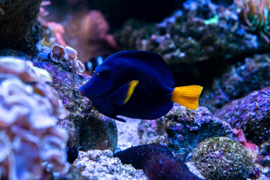 Purple Tang fish. Tropical fish. Wonderful and beautiful underwater world with corals and tropical fish. Photo of a tropical Fish on a coral reef. Copy space for text