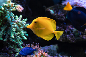Yellow tang (Zebrasoma flavescens) it's popular to used as a pet in an aquarium.selective focus and Copy space for text