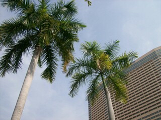 Fototapeta premium palm trees against sky and height building