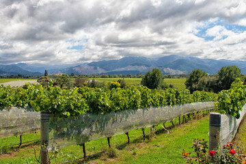 Fototapeta na wymiar Marlborough vineyard in New Zealand