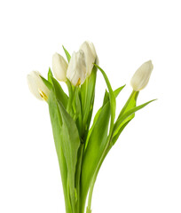 Bouquet of beautiful tulip flowers on white background, closeup