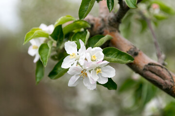 spring flowering in the farm. future apples. Apple blossom. Cherry blossoms. Plum tree.
The Cherry Orchard. Apple orchard.