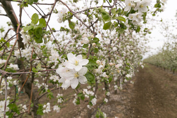 spring flowering in the farm. future apples. Apple blossom. Cherry blossoms. Plum tree.
The Cherry Orchard. Apple orchard.