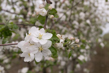 spring flowering in the farm. future apples. Apple blossom. Cherry blossoms. Plum tree.
The Cherry Orchard. Apple orchard.