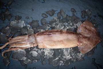 Raw squid on ice on the dark plate background, fresh squids octopus or cuttlefish for cooked food...