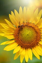 An Asian honeybee collecting pollen on yellow sunflower.