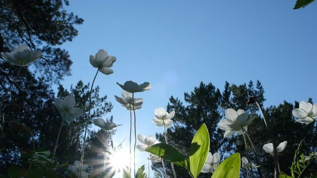 White flowers of anemone in the forest, sunset light, looking up