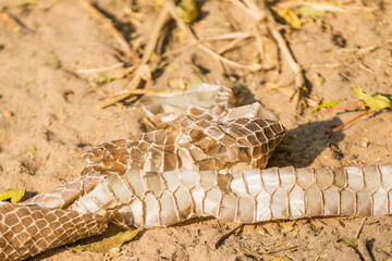 Shed snake skin on the ground - Powered by Adobe
