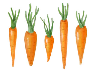 Hand-drawn set of bright carrot. Illustration isolated on the white background