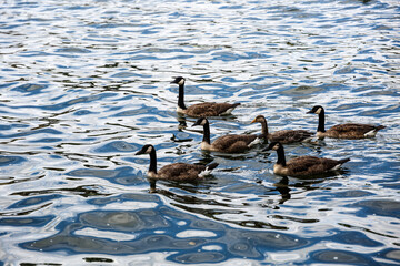 Canadian geese swim in the river