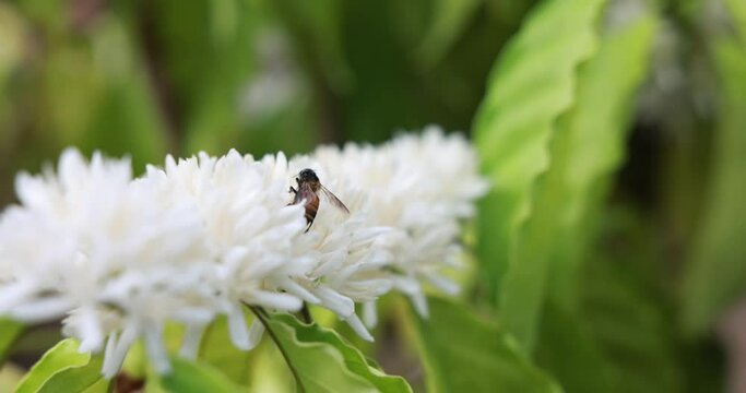 Bees are drinking nectar from coffee flower blossom with white color close up view.