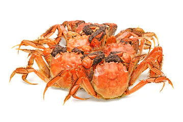 Cooked river crab isolated in white background