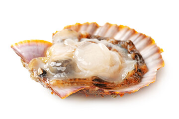 Raw scallop on white background