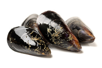 Fresh mussel on white background
