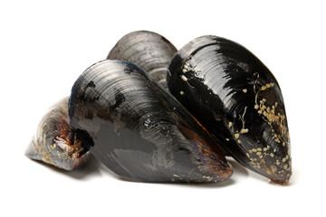 Fresh mussel on white background