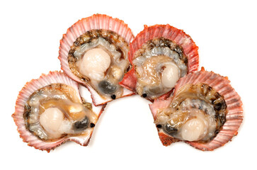 Raw scallop on white background