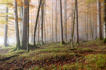 Fog in autumn leafy forest