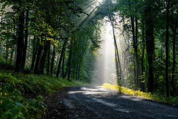 Fototapeta premium Sun rays in the forest