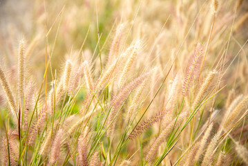 Fototapeta premium beautiful grass fields with selective focus