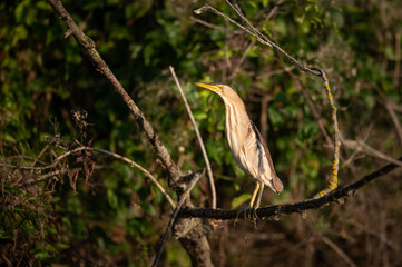 Portrait of Little Bittern on a sunny day in summer