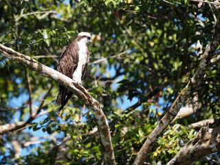 Osprey, Pandion haliaetus, lurks on a branch above the water for food. Costa Rica