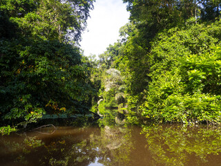 The Tortuguero River is lined with tropical vegetation. Costa Rica