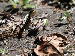 Brown basilisk, Basiliscus vittatus, sitting on the ground among fallen leaves, Costa Rica